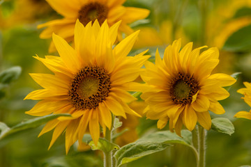 Sonnenblumen (Helianthus annuus), Sonnenblumenfeld
