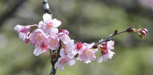  Brazil's Cherry Festival - São Paulo