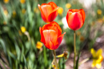 Tulips