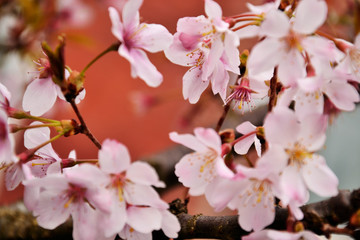 Obraz premium Pink close up sakura