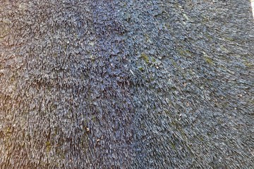 Close of surface of reed and hay surface in high resolution