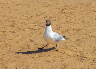 gull dance  nature wildlife background
