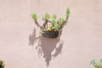 Hanging baskets on a wall