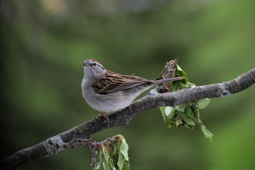 bird on branch