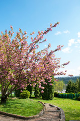 blooming sakura spring in the city under an open blue sky next to green trees and bushes