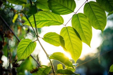Fototapeta na wymiar closeup green leaf with sunlight in the morning
