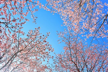 桜を見上げる