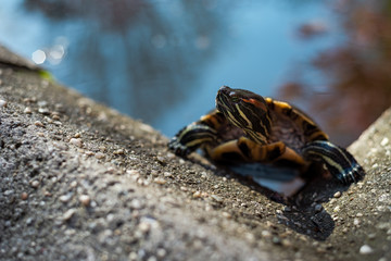turtle climbing out of an artificial pond