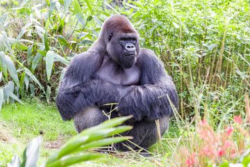 Fototapeta premium gorilla