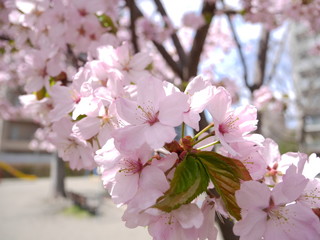 鈴なりの桜