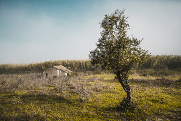 A small forsaken stone shack with a tiled roof in a green field with a curved tree in a defocused foreground and with thickets of high reed behind the fence, foggy morning in Alcochete, Portugal