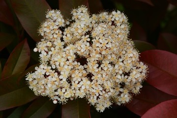Red robin blossoms (Photinia glabra)