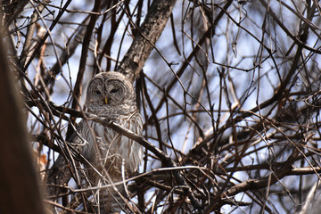 Barred owl in tree