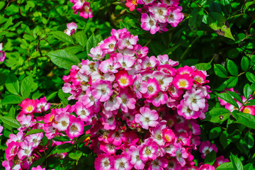 Numerous flowers of a red-white hedge rose in summer, Rosaceae, on a shrub with many green leaves