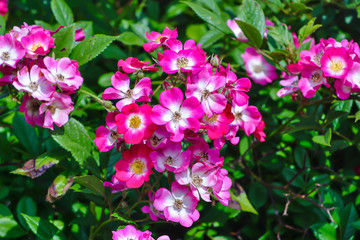Numerous flowers of a red-white hedge rose in summer, Rosaceae, on a shrub with many green leaves