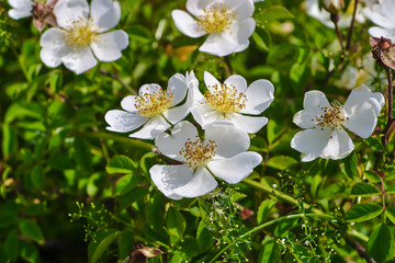 Numerous flowers of a white hedge rose in summer, Rosaceae, on a shrub with many green leaves