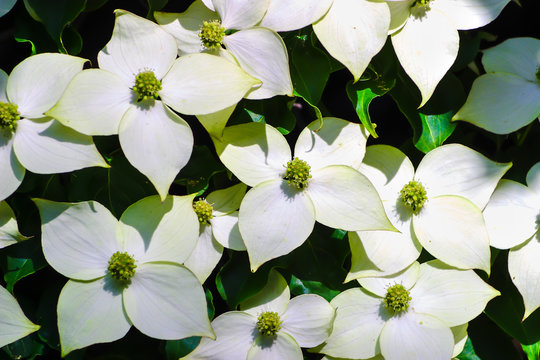White pseudoflowers an green flowers of the Chinese Dogwood, Asian Dogwood, Cornus kousa