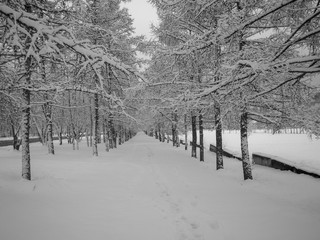 Alley of Siberian larch in winter. Black and White. Beautiful white snow on the branches of a tree. The concept of the New Year holiday.