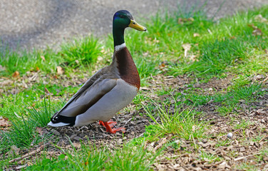 A wild mallard duck on the grass in Switzerland