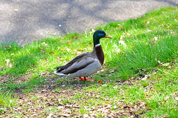 A wild mallard duck on the grass in Switzerland