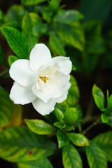 A white flower of Gardenia Jasminoides Ellis growing in a garden