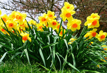 Daffodils flower growing in the spring garden