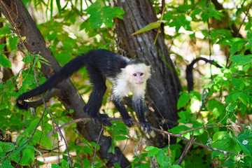 A white-headed capuchin monkey (cebus capucinus) on a fence  in Peninsula Papagayo, Guanacaste,...