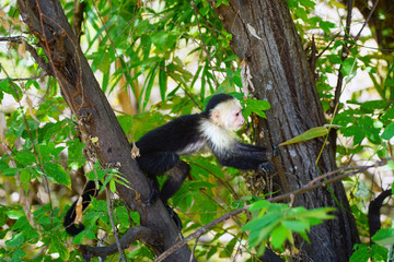 A white-headed capuchin monkey (cebus capucinus) on a fence  in Peninsula Papagayo, Guanacaste, Costa Rica