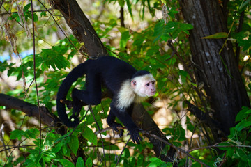 A white-headed capuchin monkey (cebus capucinus) on a fence  in Peninsula Papagayo, Guanacaste, Costa Rica