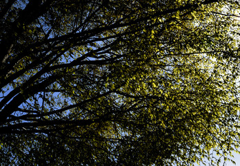 first real day of spring cr2019darrelljbanks