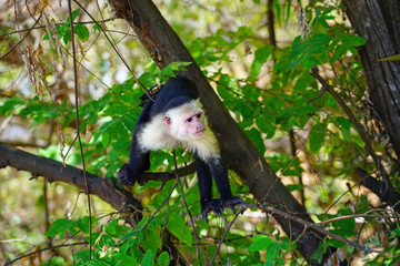 A white-headed capuchin monkey (cebus capucinus) on a fence  in Peninsula Papagayo, Guanacaste, Costa Rica