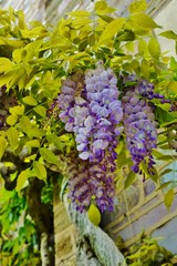 Purple wisteria flowers in bloom hanging from the vine