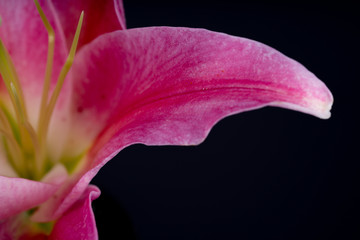 Pink lily flower