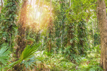 Obraz premium Forest in Summer. Green leaves and sunlight effect through the branches and floor.