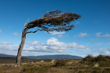 Extreme wind against nature in Patagonia