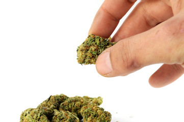 Handling Weed Buds