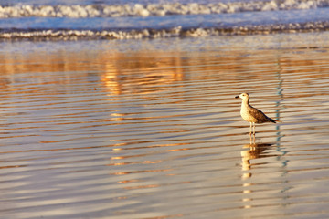 Seagull on Miami South Beach Panoramic View Morning Amazing Light