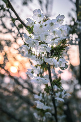 white blossom flowers tree at spring in a sunset