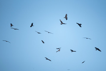 Obraz premium background of sky and hawk