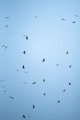 background of sky and hawk