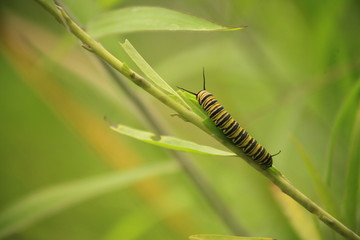 Oruga