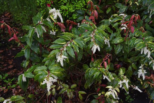 Leucothoe fontanesiana / Dog hobble
