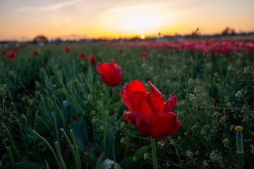 Spring tulip blooms and fields in Oregon, USA