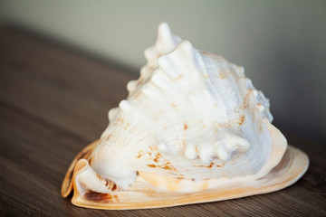 Sea concept. Sea shell on wood background