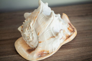 Sea concept. Sea shell on wood background