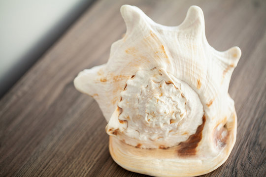 Sea concept. Sea shell on wood background