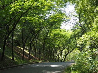 新緑の並木道（日本、大阪府、服部緑地公園）