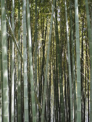 柔らかい日差しに照らされた竹林