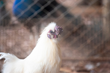 white hen egg, lay live