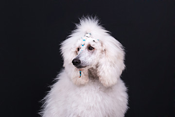 studio giant poodle portrait